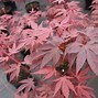 Image result for acers