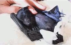 Image result for Cute Bats Sleeping