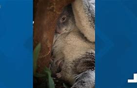 Image result for Columbus Zoo Baby Koala