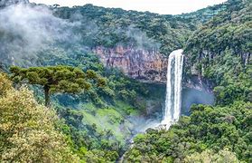 Image result for Waterfall in Rainforest