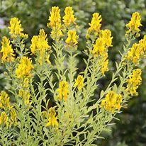 Image result for Genista tinctoria Royal Gold