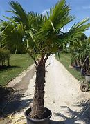 Image result for Hardy Palm Trees