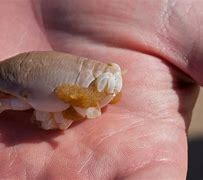 Image result for Sand Fleas