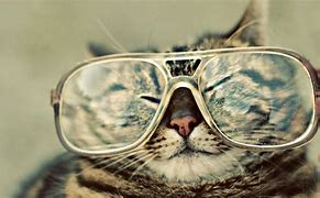Image result for Cat with Glasses Wallpaper Funny