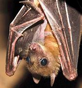 Image result for Egyptian Bat