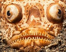 Image result for Ugly Animals Images