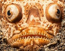 Image result for Crazy Animals That Exist