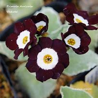 Bildergebnis für Primula auricula Dakota
