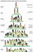 Image result for Human Evolution Chart Stages