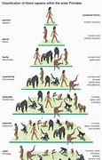 Image result for Human Evolution Diagram