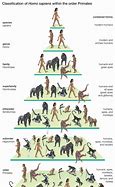 Image result for Human Species Evolution Chart