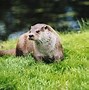 Image result for Wildlife Brecon Beacons