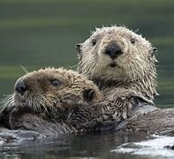 Image result for Sea Otters Hugging