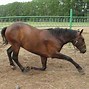 Image result for Russian Horse Breeds