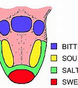 Image result for Different Taste Buds On Tongue