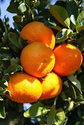 Image result for Mandarin Orange Tree