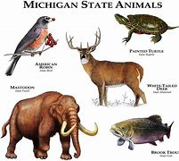 Image result for Michigan State Animal