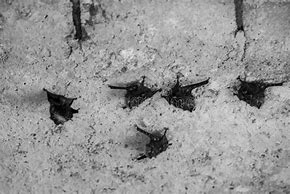 Image result for Proboscis Bat