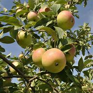 Image result for Winter Banana Apple Tree