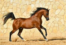 Image result for Arabian Horse
