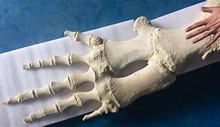 Image result for Mini Hand On Fin