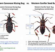 Image result for Bug or Insect How to Tell the Difference