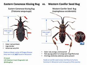 Image result for Kissing Bug vs Stink Bug