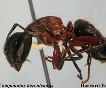 Image result for camponotus_herculeanus
