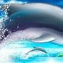 Image result for Cute Dolphin