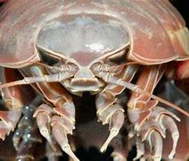 Image result for Giant Isopod Cute
