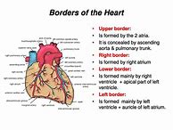 Image result for Page Borders Anatomy