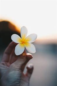 Image result for Someone Holding a Flower