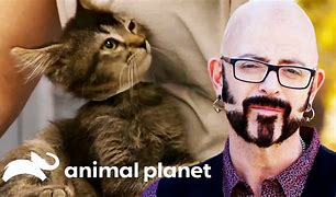 Image result for Jackson Galaxy Cats