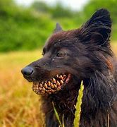 Image result for Scary Dog Teeth