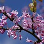 Image result for cercis_canadensis