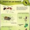 Image result for Stages of Insect Life Cycle