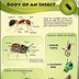 Image result for Life Cycle of Vineyards Common Insect