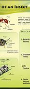 Image result for Interesting Insects for Kids