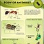 Image result for Facts About Insects