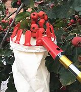 Image result for Fruit Harvester Trigger Hook