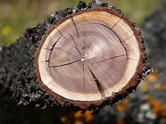 Image result for Kakashi Tree Stump