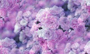 Image result for Pastel Flower Wallpaper HD