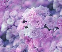 Image result for Soft Pink Flowers Wallpaper