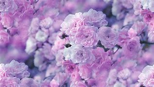Image result for Flower Art Background Pastel
