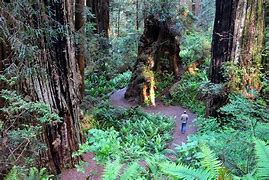 Image result for Redwood National Park Hiking