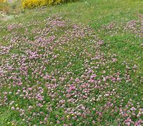 Image result for Pink Clover Ground Cover