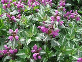 Image result for Lamium maculatum Shell Pink