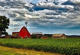 Image result for Beef Farm