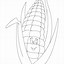 Image result for Corn Husk Coloring Page