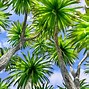 Image result for Poisonous Manchineel Plant